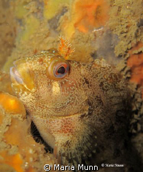 Tompot Blenny from Swanage Pier, UK.  Finally getting tim... by Maria Munn 